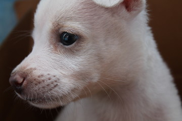 lonely puppy closeup