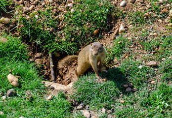 Ground squirrel