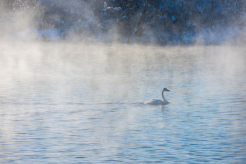 Whooper swans swimming in the lake, Altai, Russia