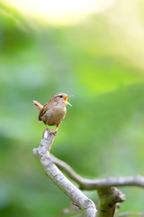Eurasian wren (Troglodytes troglodytes) singing in the nature protection area Moenchbruch near Frankfurt, Germany.