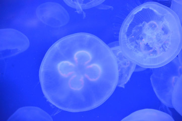 Jellyfish in the tank