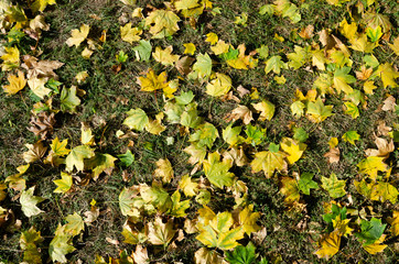 fallen leaves on the ground