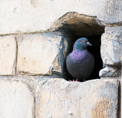 Purple Pigeon on Stone Wall 