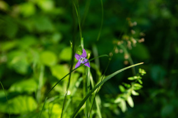 Violet forest flower in the middle of the green forest