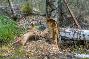 pogryzannye trees beaver