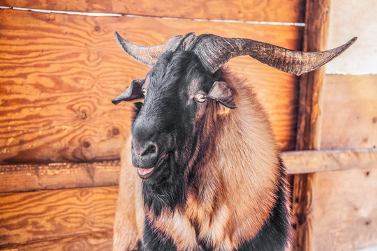 Evil looking male ram goat with large horns looking at camera sideways with mouth open - close-up headshot with rustic shed background