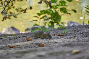 Naklejka na ściany i meble Ratte an einem Teich in Deutschland 