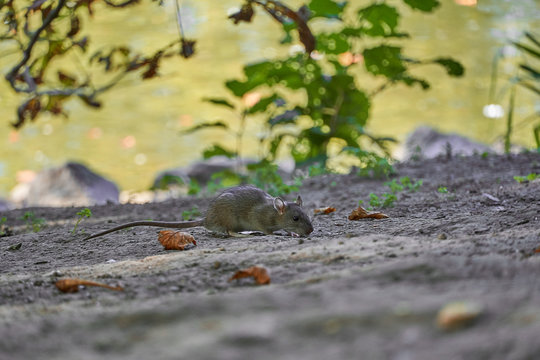 Ratte an einem Teich in Deutschland 