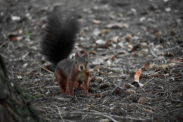 Eichhörnchen auf Nahrungssuche auf dem waldboden