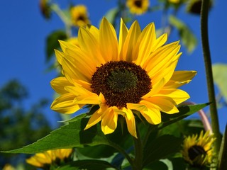 Wunderschöne  Sonnenblume vor Himmelblau - Helianthus Annuus
