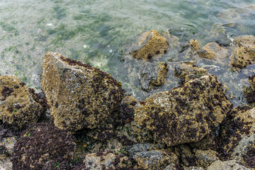 Boulders With Barnacles