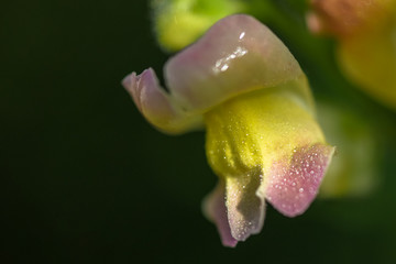 Allphotokz Flowers 20190913 8317 D810