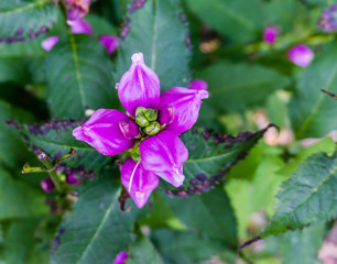 Brilliant Purple Blossom Marco
