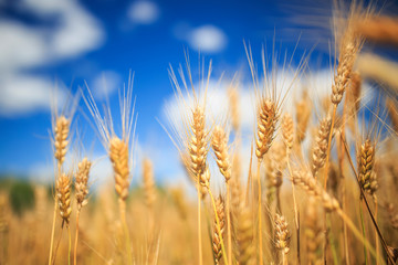 Fototapeta premium landscape with field ears ripe Golden wheat on a farm on a Sunny summer day against a clear clear blue sky with white clouds