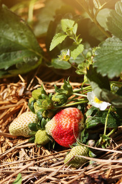 Fresh red Strawberry with flowers and green leaves on Straw cover soil in Plantation Farm on the mountain in Thailand