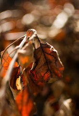 branche sèche de pommier