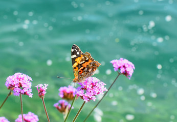 Monarch Butterfly Getting Nectar From A Flower.