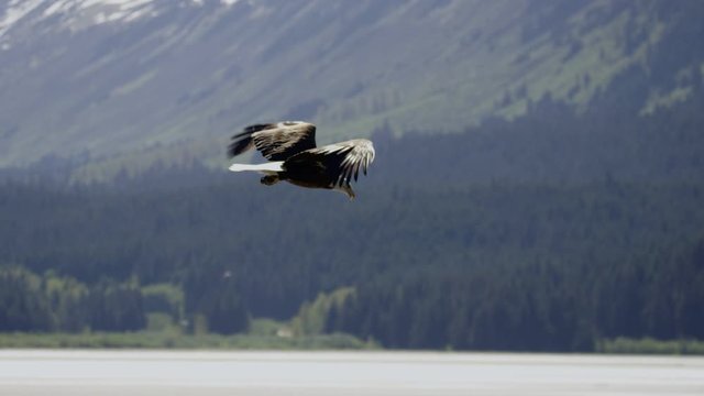 Bald eagle flying up Alaskan fjord and soaring in the wind