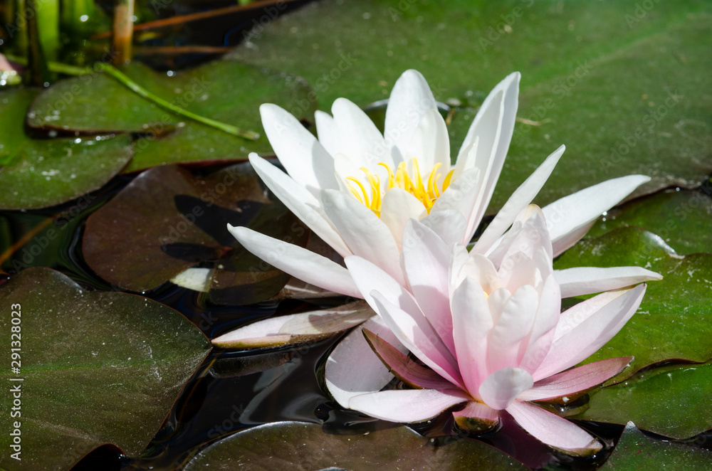 Wall mural beautiful lotus flower background