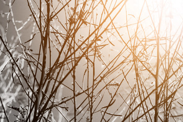 Silhouette of dried tree branches in natural sunlight. Halloween concept