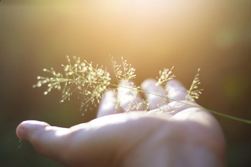 Hand holding Beautiful grass flowers with natural sunlight. Peace and Amity of Valentine's day...