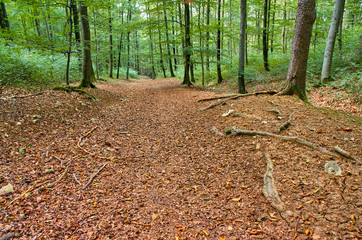 path in a green forest with fallen leaves
