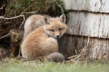 Red fox kits