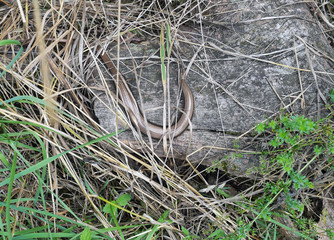 Small snake in the grass