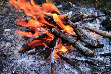 Bonfire in the autumn forest. Tongues of flame, burning dry branches. Close up.