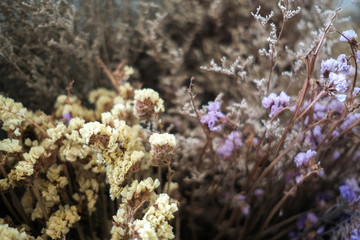 Naklejka na ściany i meble Multi color dried flowers