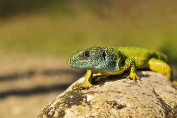 Naklejka na ściany i meble male green lizard closeup