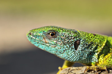 macro portrait of colorful male Lacerta viridis