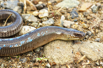 male slowworm in mating season