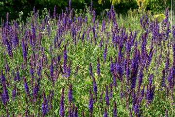 summer, clear, warm, day, space, meadow, purple, wild, flowers, sage, grass, herbs