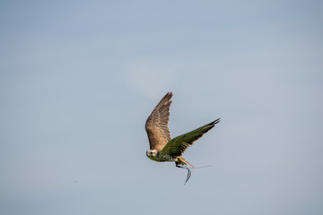 peregrine falcon flying with tethers