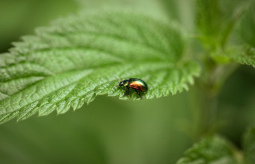 Beautiful beetle with shining wings closeup. Chrysolina fastuosa on a green background on a nettle leaf. Insect pest. Side view, macro.