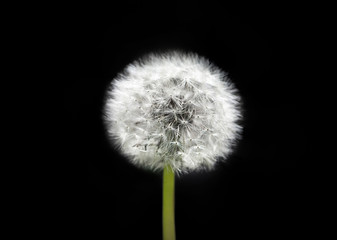 White dandelion on isolated black background. Fluffy dandelion seeds. Dandelion closeup macro. A side view of a blooming flower head of the dandelion.