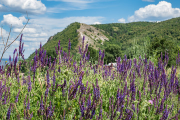 summer, clear, warm, day, space, mountain, space, distance, meadow, purple, field, flowers, sage, earth, grass, herbs, trees, foliage, blue, sky