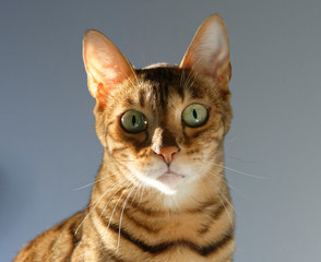 Chat Bengal