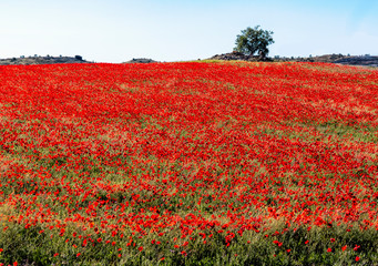 Campo de amapolas en Pinto. Madrid. España. Europa.