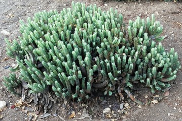 An interesting green cactus in a park on the island of Malta.