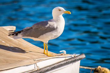 Möwe im Hamburger Hafen