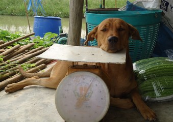 Dogs are tame animals that have been bred for thousands of years until behaving. Sensory perception...