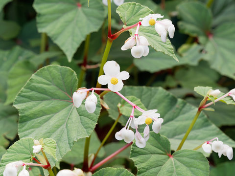 Begonia grandis 'Alba' - Begonia vivace de Madame Evans au magnifique fleurettes roses et blanches et feuillage nervur&eacute; de rouge et de vert olive en fin d'&eacute;t&eacute;