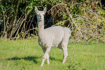 a white and two brown shorn alpacas stand on a pasture and look curiously into the camera