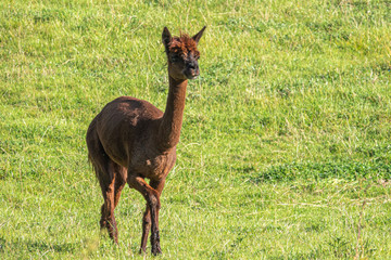a white and two brown shorn alpacas stand on a pasture and look curiously into the camera