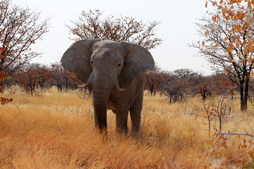 Fototapeta na wymiar agitated elephant - Namibia Africa
