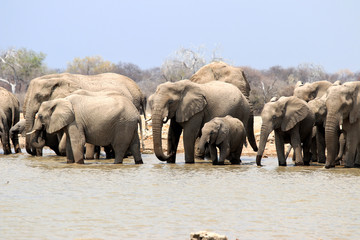 Elephant herds at the waterhole - Namibia Africa