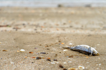 Dead fish on the beach sea sand