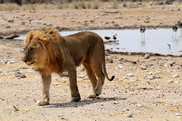 Obraz na płótnie Canvas Lion at the waterhole - Namibia Africa